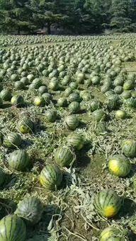 惠州水城吃瓜事件,一场引发热议的网络狂欢与反思