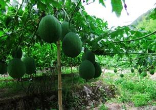 吊瓜芽怎么吃,探索美味与营养的完美结合