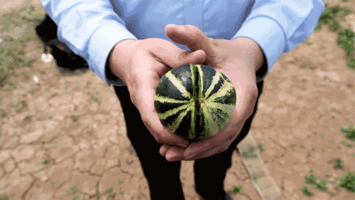 济宁黄屯吃瓜,夏日炎炎，吃瓜群众的欢乐时光