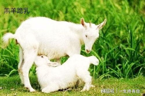 欧气小羊吃瓜,欧气小羊的瓜界探险记