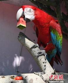 鸟会吃瓜,自然界的美食探索之旅