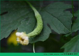 流产后可以吃瓜