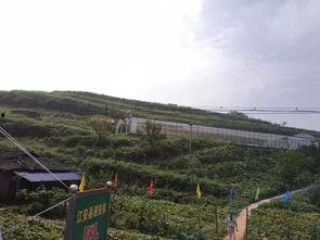 镇平公园吃瓜事件,一场引发热议的公共道德风波