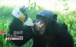 吃瓜超猩,揭秘娱乐圈背后的神秘故事