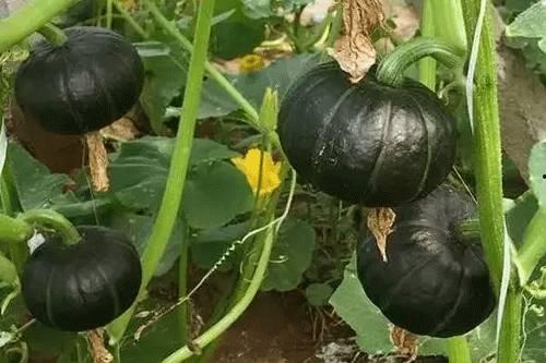 吃贝贝瓜的视频,一窥视频中的甜蜜瞬间