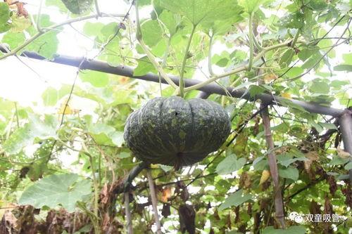 吃瓜落哪儿土话,土话里的生活智慧