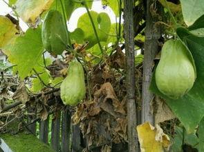 孕妇可以吃土耳瓜吗,土耳瓜的适宜与禁忌