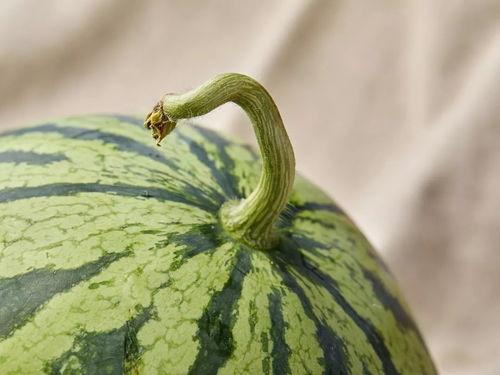 上海娄教练吃瓜,一场网络热议的瓜田奇谈