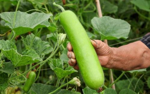 瓠瓜吃发苦 第1张 瓠瓜吃发苦 第1张