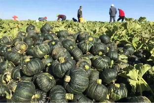 不吃真瓜吃假瓜,揭秘瓜果世界的奇幻之旅 第2张 不吃真瓜吃假瓜,揭秘瓜果世界的奇幻之旅 第2张