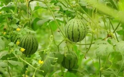 烈日吃瓜,夏日消暑美食之旅