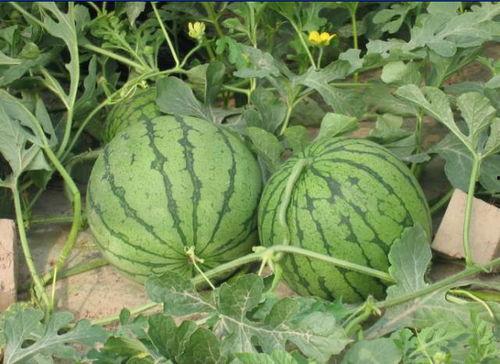 永昌吃瓜事件  第3张