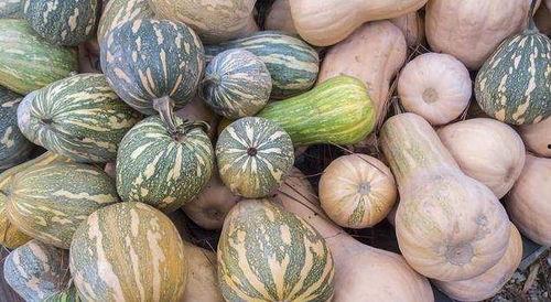 甘肃武威女吃瓜  第3张