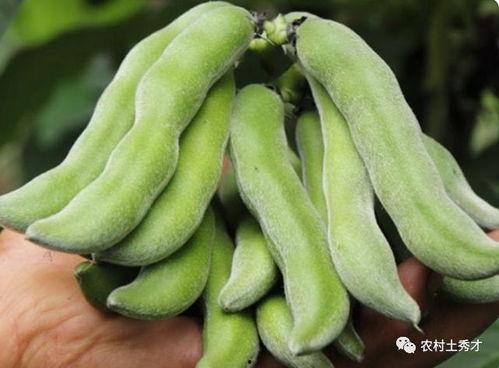 蛇瓜是吃皮还是吃瓤,皮与瓤的食用指南