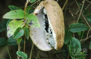 吃八月瓜死亡,揭秘神秘果实背后的致命风险”