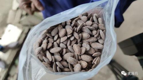 免费吃瓜摆摊赚钱  第1张