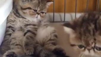 小懒猫吃瓜,揭秘娱乐圈那些不为人知的幕后故事  第2张