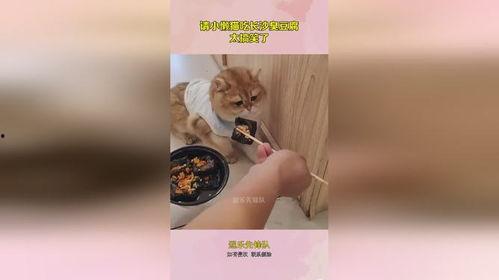 小懒猫吃瓜,揭秘娱乐圈那些不为人知的幕后故事  第3张