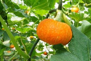 庄河吃瓜主角  第2张