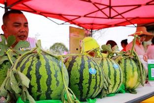 庄河吃瓜主角  第3张