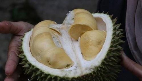 吃哈密瓜可以吃榴莲吗,美味搭配的奇妙之旅  第3张